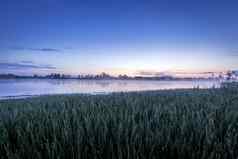 《暮光之城》池塘雾水夏天早....露水草