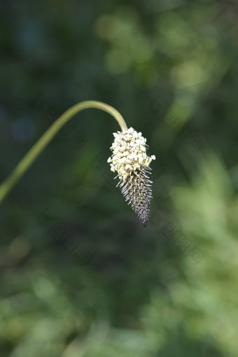 ribwort<strong>车前草</strong>