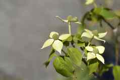 开花山茱萸teutonia