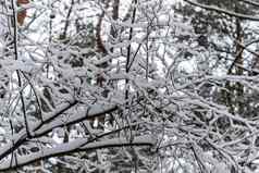 冬天分支机构树白霜背景雪白色天空