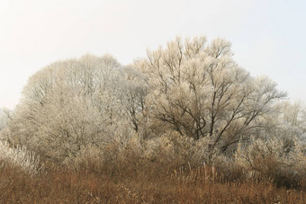 树覆盖白霜雾