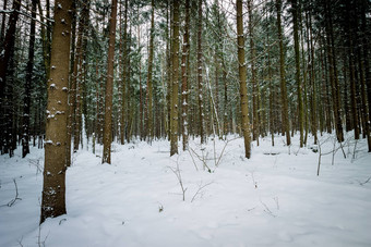 景观冬天<strong>云杉森林</strong>覆盖霜