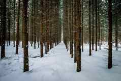 景观冬天云杉森林覆盖霜