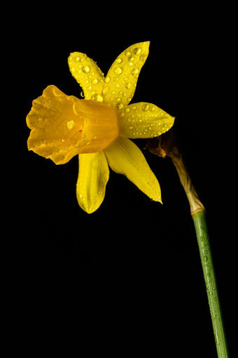 水仙花花