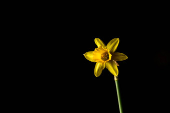 水仙花花