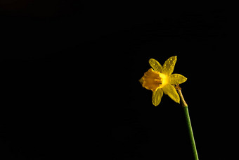 水仙花花