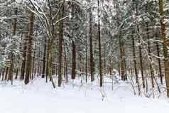 景观冬天松森林覆盖霜云天气