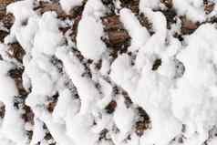 树皮松树覆盖雪纹理