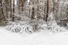 景观冬天松森林覆盖霜云天气