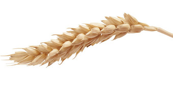 小麦小穗白色