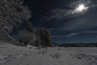 拉普兰人的月光照耀的冬天景观森林湖蓝色的