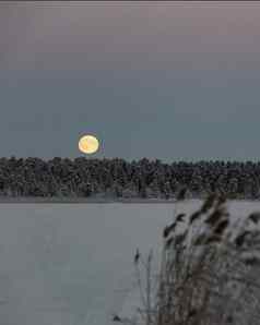 铅月亮挂起天空树雪冬天土地