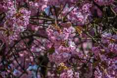 樱桃树粉红色的花schlo公园韦伯就已经在席根