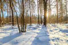 美丽的日出松森林冬天季节