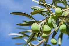 新鲜的成熟的橄榄挂橄榄树分支