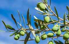 新鲜的橄榄水果橄榄树分支