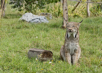 candian猞猁<strong>圈养</strong>