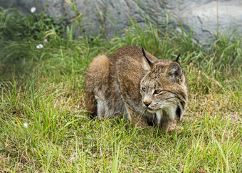 candian猞猁<strong>圈养</strong>