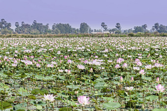 <strong>莲花农场</strong>“字段”<strong>莲花</strong>植物池塘