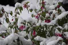 fuschia植物覆盖雪