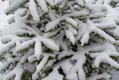 云杉松树覆盖雪