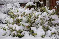 植物覆盖雪