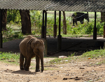 年轻的大象运行的地方队列喂养