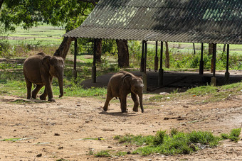 oung大象到达喂养时间乌德瓦拉维艾勒普