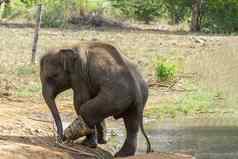 年轻的大象穿保护引导恢复在