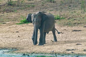 大象走乌德瓦拉维国家公园