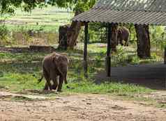 年轻的大象运行的地方队列喂养