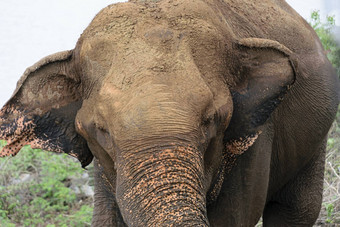大象乌德瓦拉维国家公园