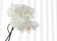 白色兰花喷雾白色条纹背景