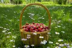 乡村柳条篮子多汁的成熟的草莓
