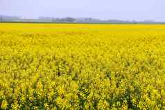 美丽的黄色的花盛开的油菜籽场