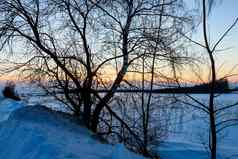《暮光之城》场冬天树前景