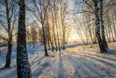 美丽的日落桦木森林冬天季节