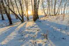 美丽的日落桦木森林冬天季节