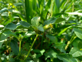 节点杂草西内德瑞拉绿花辛德瑞拉杂草自然背景