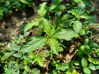 节点杂草西内德瑞拉绿花辛德瑞拉杂草自然背景