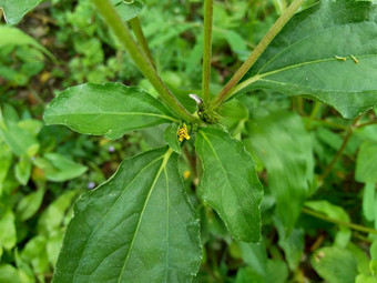 节点杂草西内德瑞拉绿花辛德瑞拉杂草自然背景