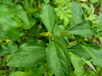 节点杂草西内德瑞拉绿花辛德瑞拉杂草自然背景