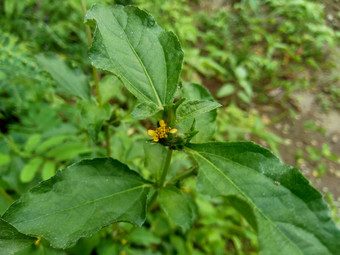 节点杂草西内德瑞拉绿花辛德瑞拉杂草自然背景