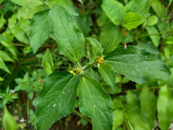 节点杂草西内德瑞拉绿花辛德瑞拉杂草自然背景