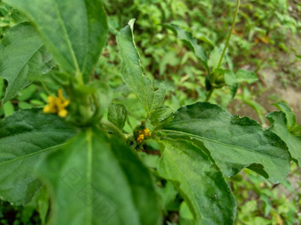 节点杂草西内德瑞拉绿花辛德瑞拉杂草自然背景