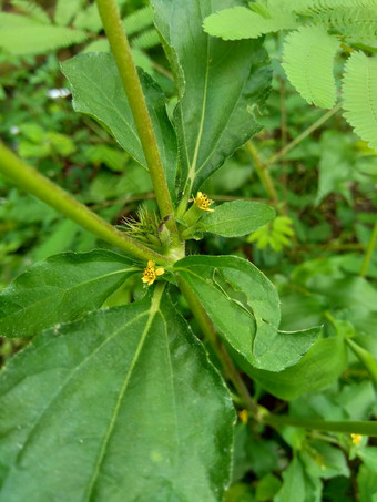 节点杂草西内德瑞拉绿花辛德瑞拉杂草自然背景