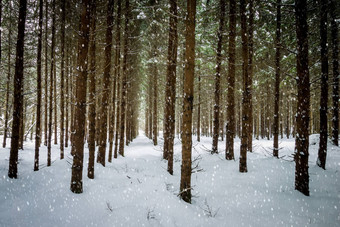 降雪冬天<strong>云杉森林</strong>覆盖霜