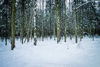 降雪冬天<strong>云杉森林</strong>覆盖霜