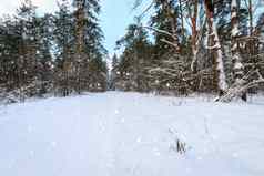 降雪冬天松森林覆盖霜