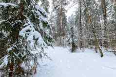 降雪冬天松云杉森林覆盖霜